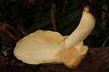 Lentinus levis image