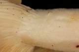 Lentinus levis image