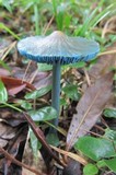 Entoloma azureoviride image