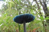 Entoloma azureoviride image