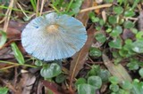 Entoloma azureoviride image