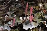 Clavaria rosea image