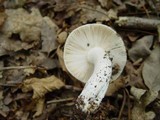 Russula vesca image