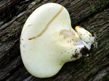 Piptoporus quercinus image