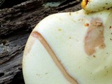 Piptoporus quercinus image