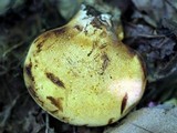 Piptoporus quercinus image