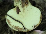 Piptoporus quercinus image