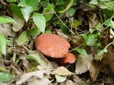 Xerocomus persicolor image