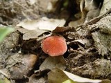 Xerocomus persicolor image