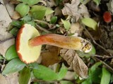 Xerocomus persicolor image