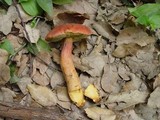 Xerocomus persicolor image