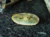 Xerocomus persicolor image
