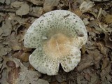 Russula virescens image