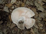 Russula virescens image