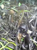Psathyrella bipellis image
