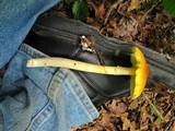 Amanita arkansana image