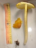 Amanita arkansana image