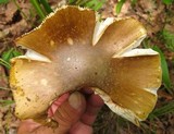 Amanita flavorubens image