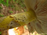 Amanita flavorubens image