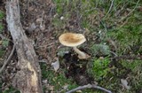 Amanita amerifulva image