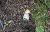 Amanita amerifulva image