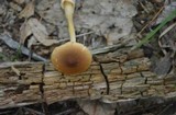 Amanita amerifulva image