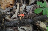 Sarcoscypha occidentalis image