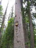 Fomitopsis officinalis image