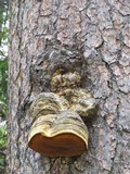 Fomitopsis officinalis image