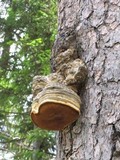 Fomitopsis officinalis image