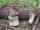 Fomitopsis officinalis image