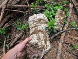 Fomitopsis officinalis image