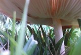 Pluteus petasatus image