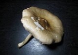 Pluteus petasatus image