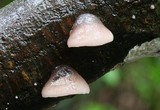 Campanella vinosolivida image