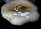 Pluteus petasatus image