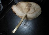 Pluteus petasatus image