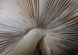 Pluteus petasatus image