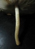 Pluteus petasatus image