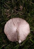 Pluteus petasatus image