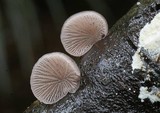 Campanella vinosolivida image