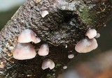 Campanella vinosolivida image