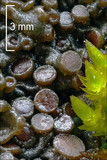 Collema polycarpon image