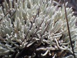 Siphula ceratites image