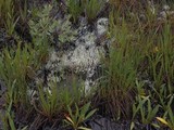 Siphula ceratites image