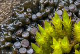 Collema polycarpon image
