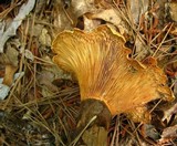 Tapinella atrotomentosa image