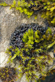 Collema polycarpon image