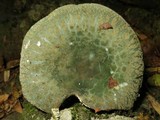 Russula parvovirescens image