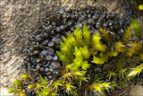 Collema polycarpon image